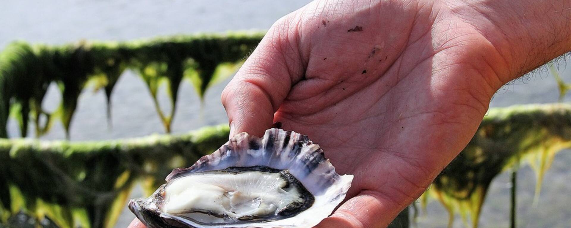 Huîtres Brassées Mer ©Pascal Blanchard