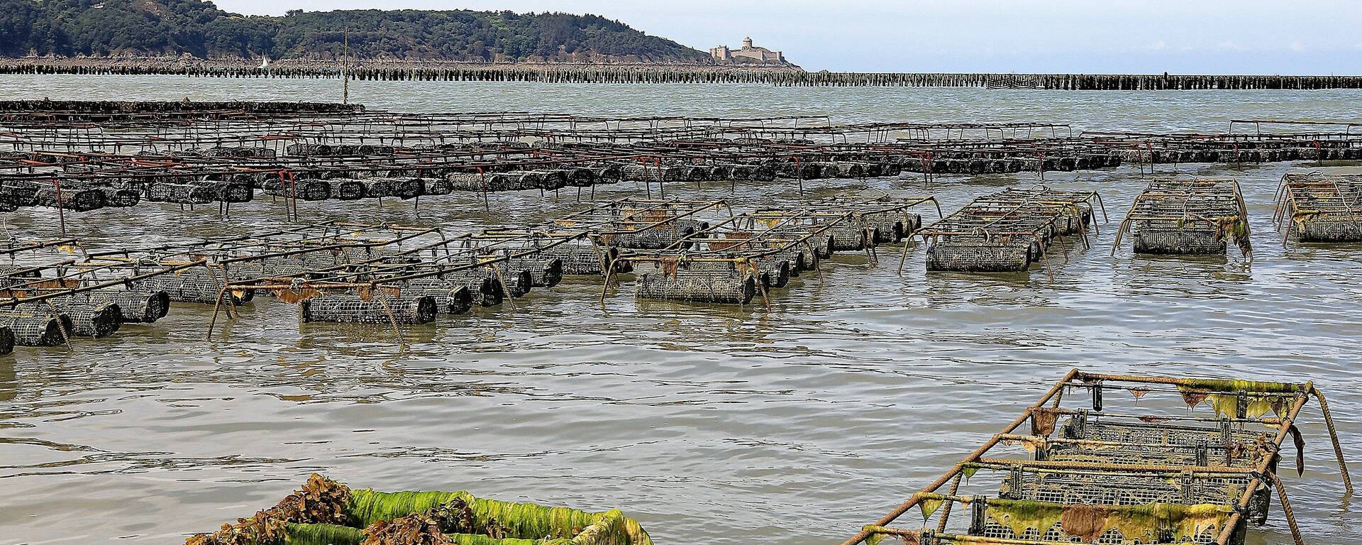 Huîtres Brassées Mer ©Pascal Blanchard