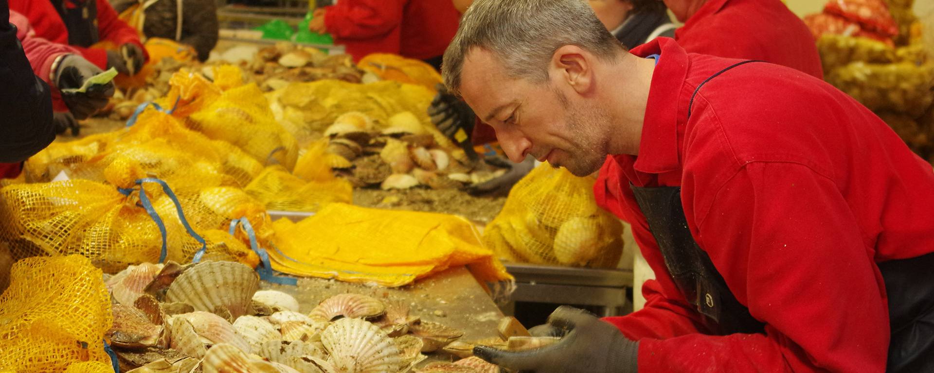 Fête de la Coquille Saint Jacques - Erquy 