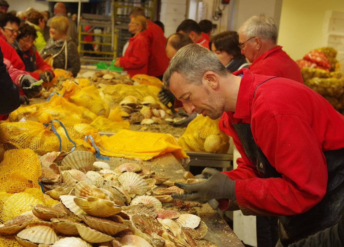 La Fête de la Coquille SaintJacques 2025 à SaintQuayPortrieux