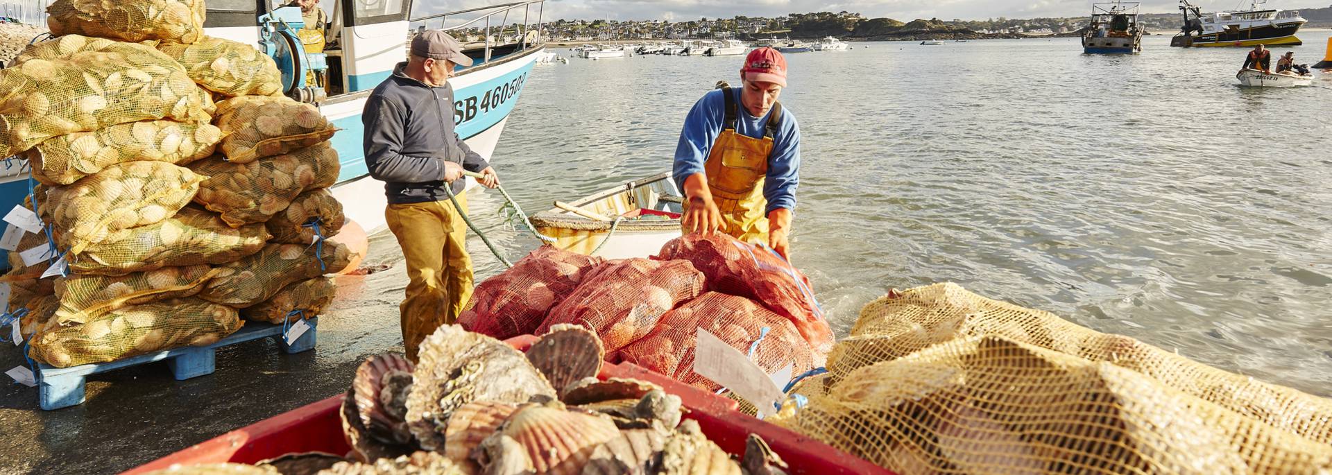 Coquilles Saint Jacques - Erquy
