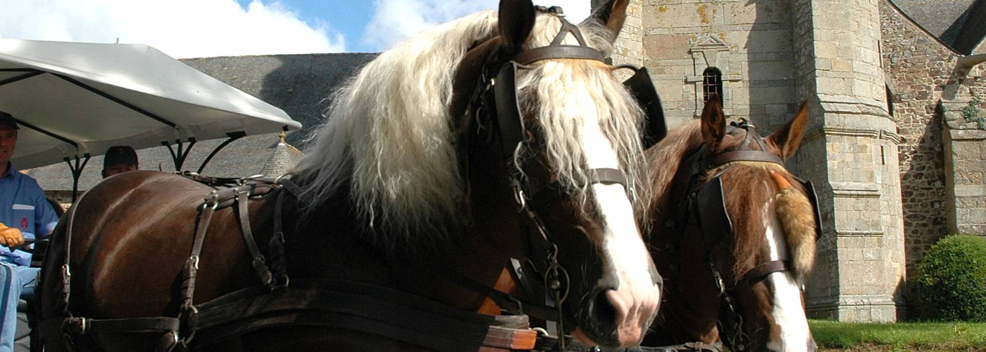 Chevaux - Lamballe