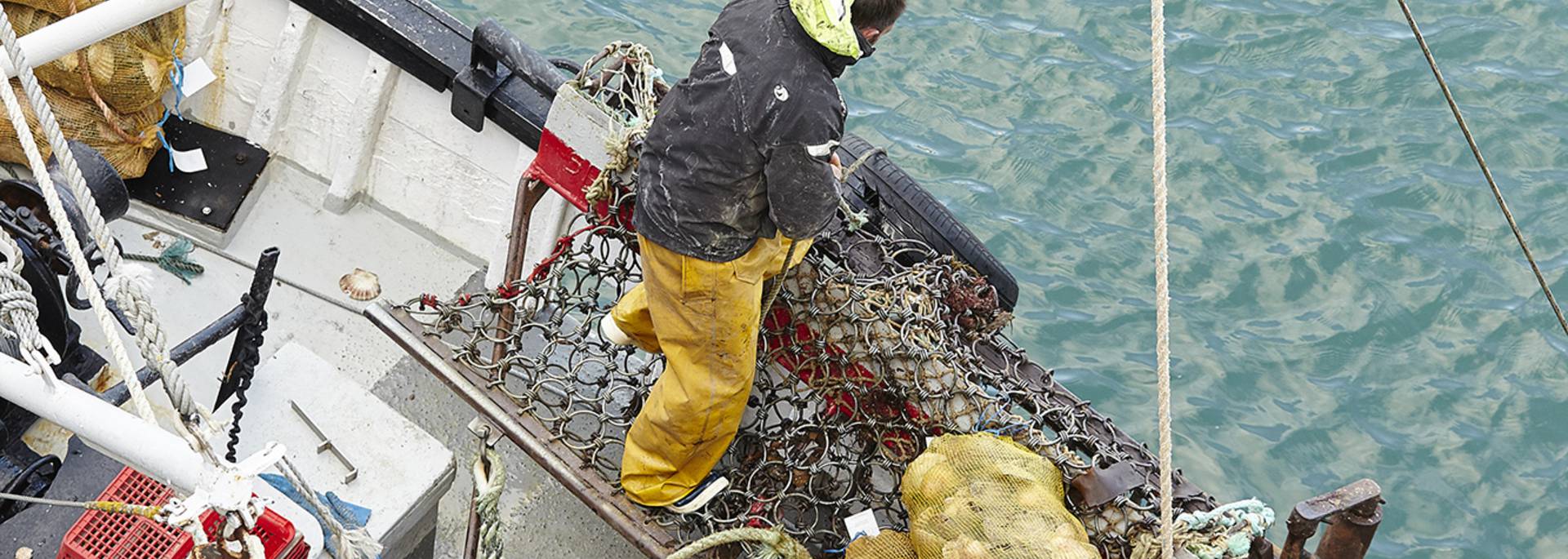 Pêche à la coquille saint jacques