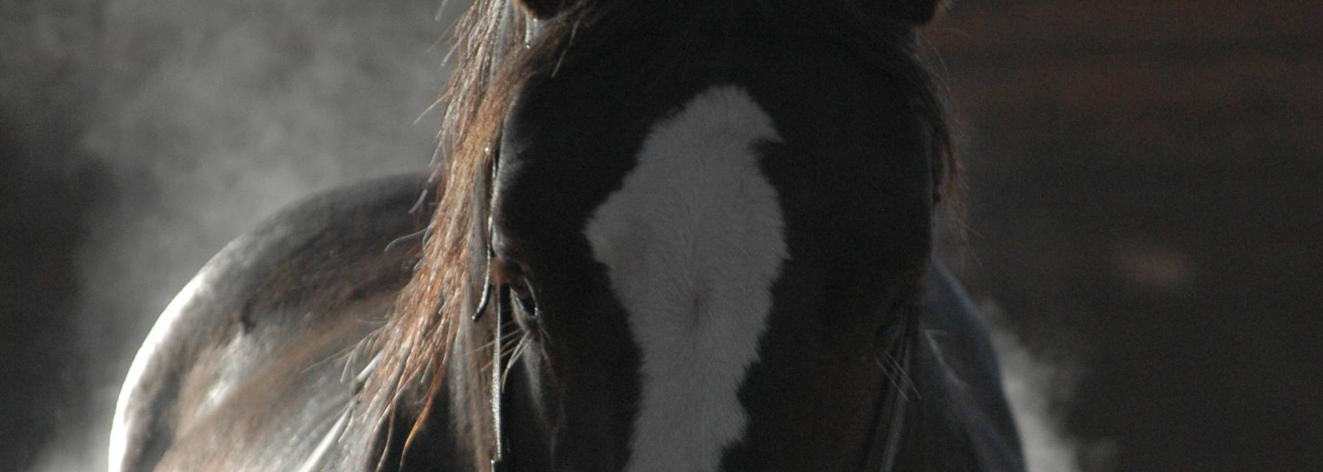 Cheval - Lamballe 