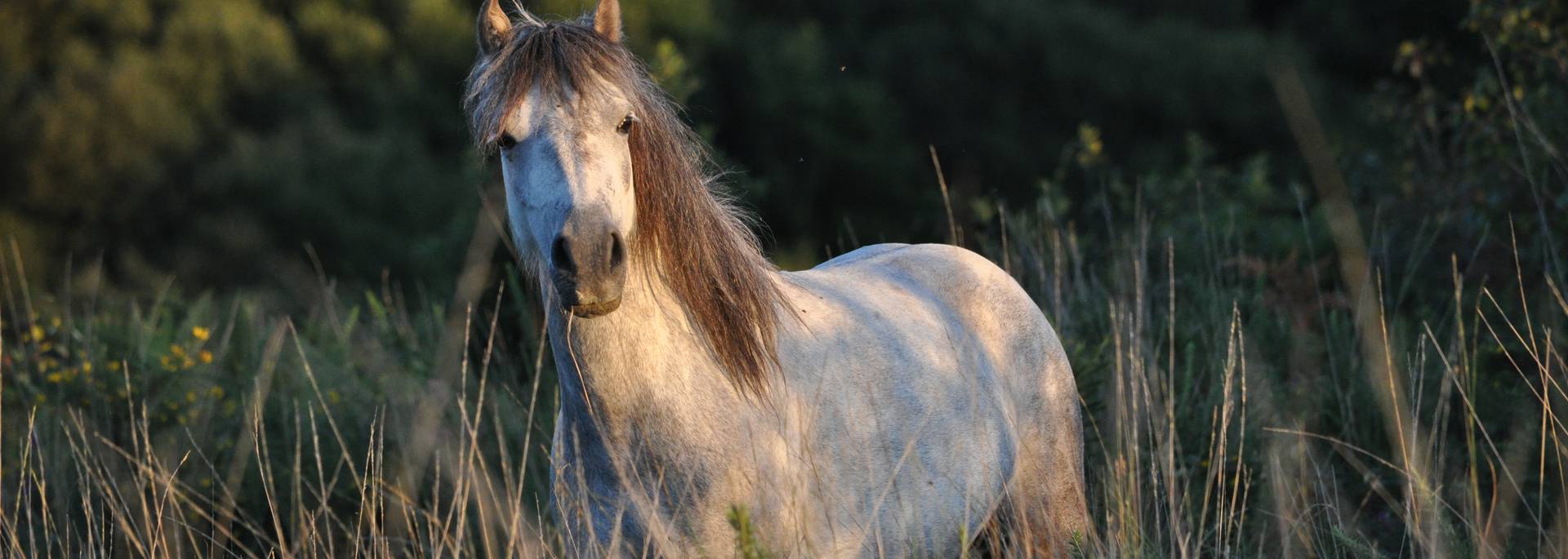 Cheval - Landes des potiers