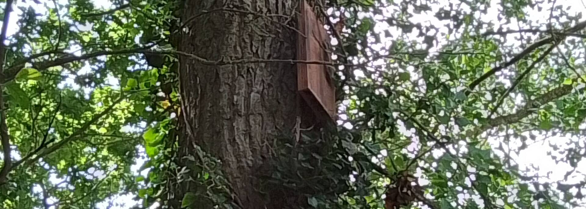 chauve_souris.jpg