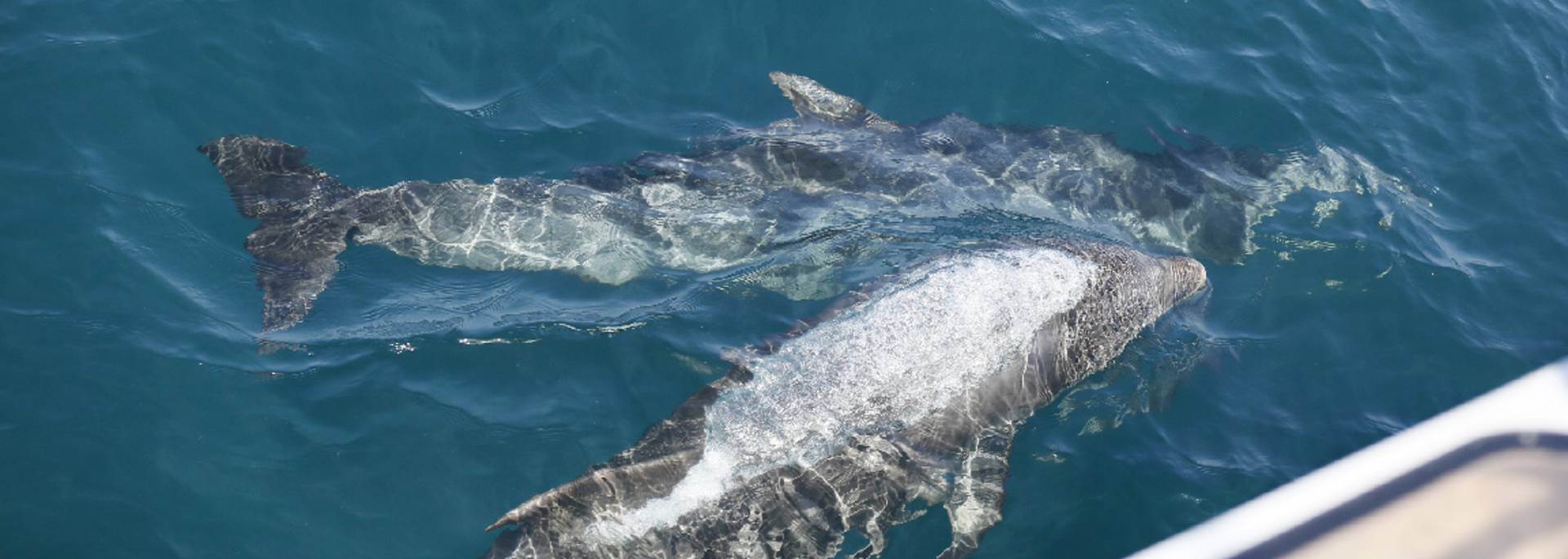Dauphins-armor-navigation Erquy