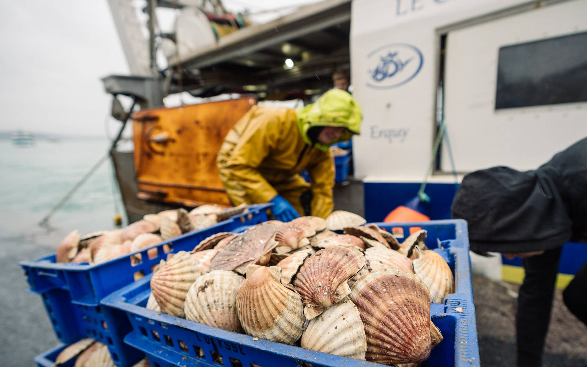 Caisse de coquille saint-jacques après la pêche