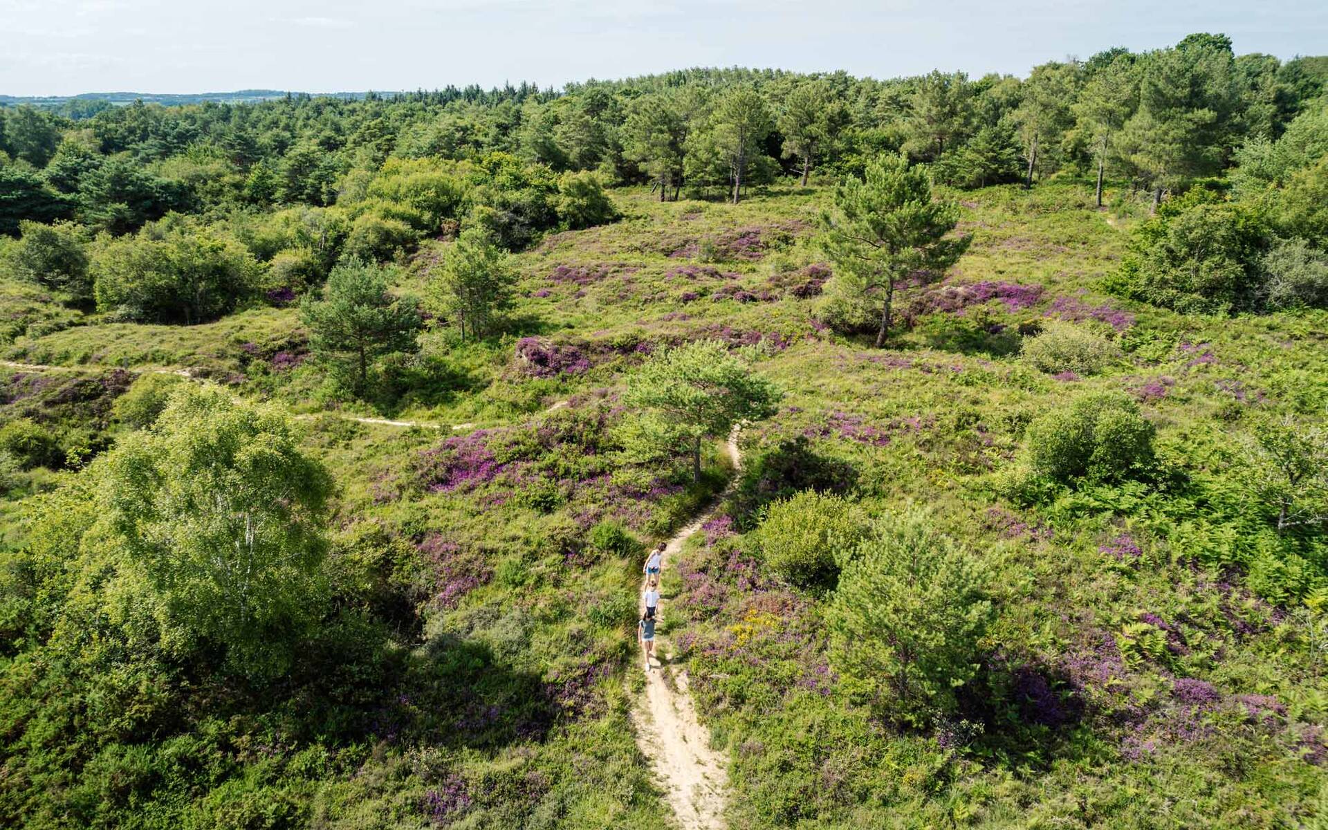 Les landes de la poterie c. J.Jéhanin