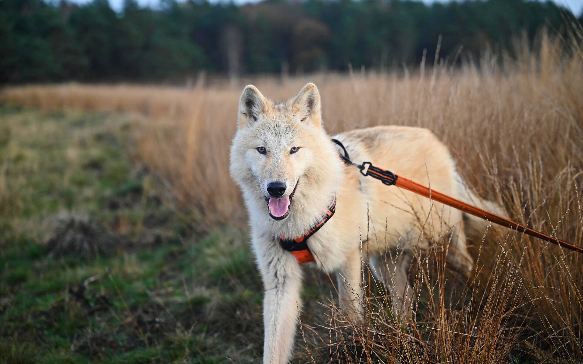 Chien à la campagne