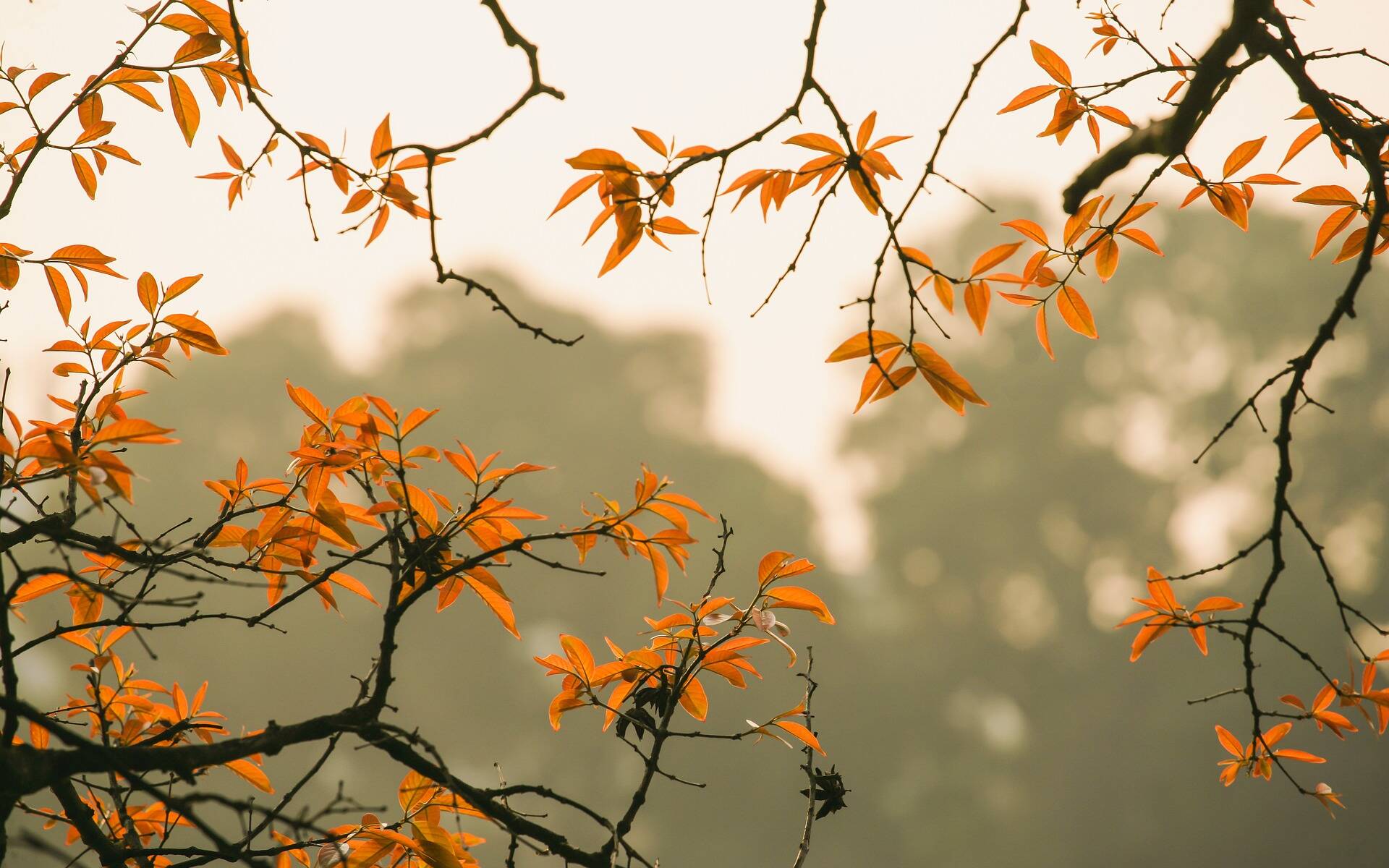top 10 automne