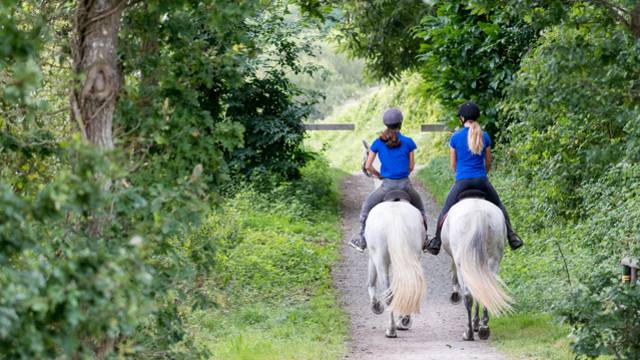 Chevaux à Plurien 