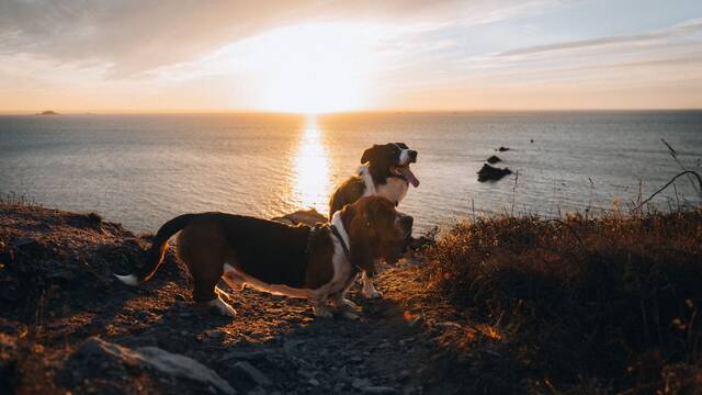 un basset hound et un border collie sur le cap d'erquy