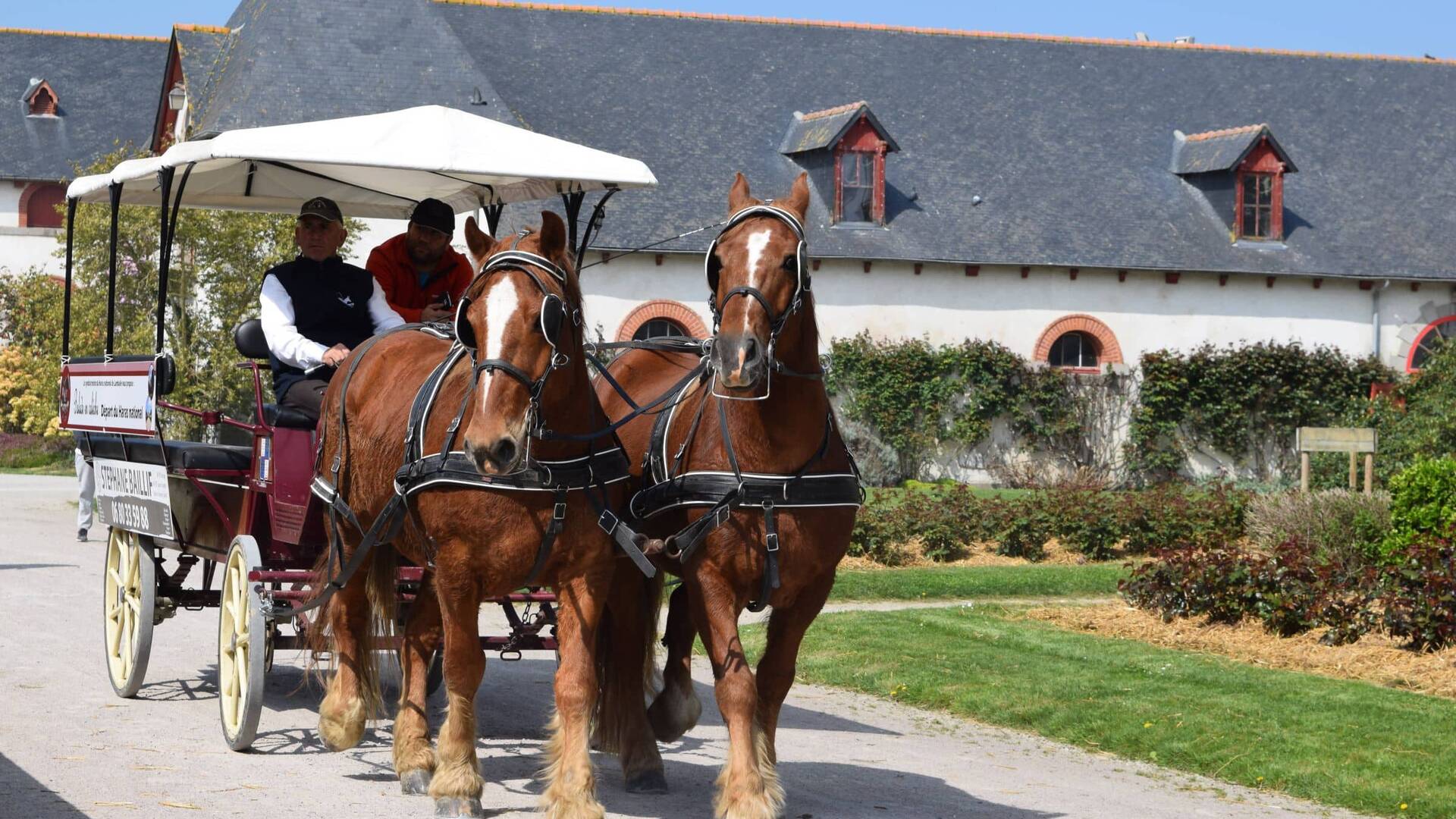 Calèche - ©Haras National de Lamballe