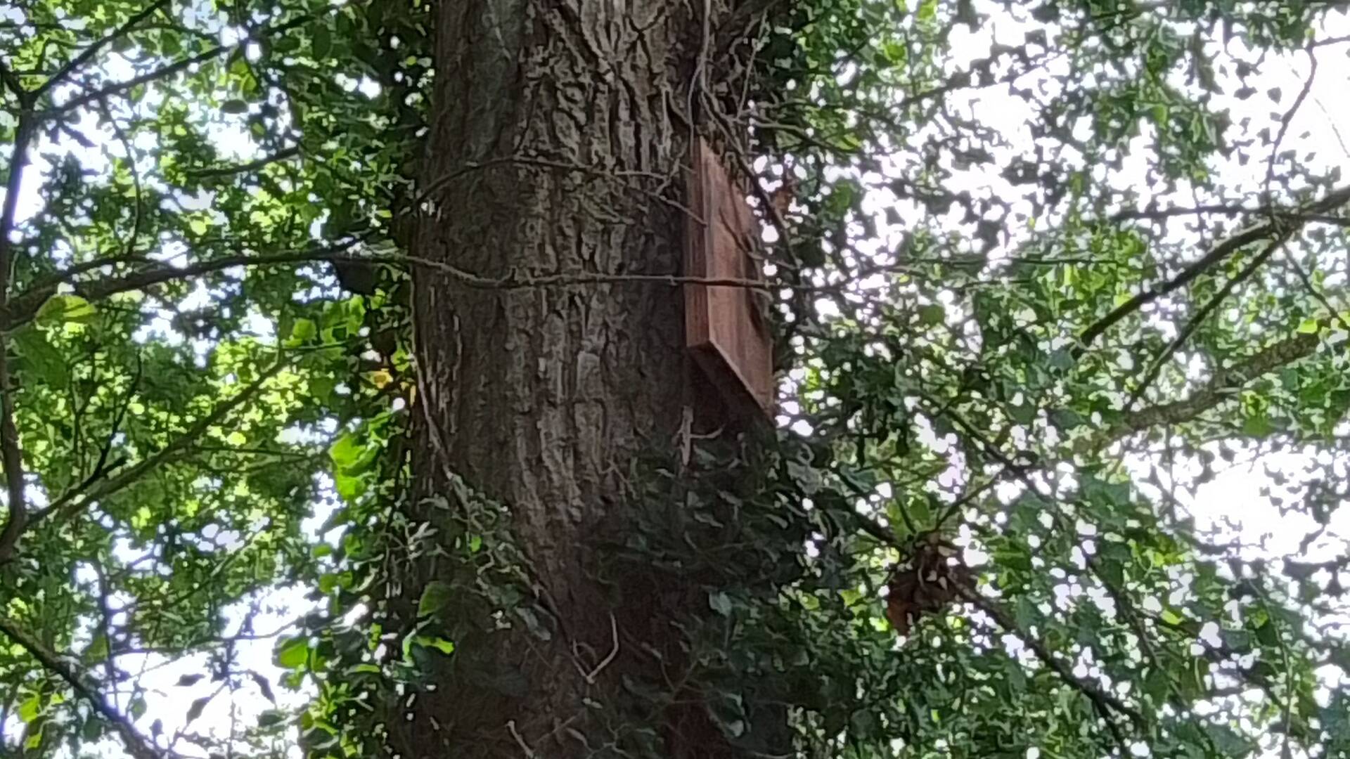 chauve_souris.jpg