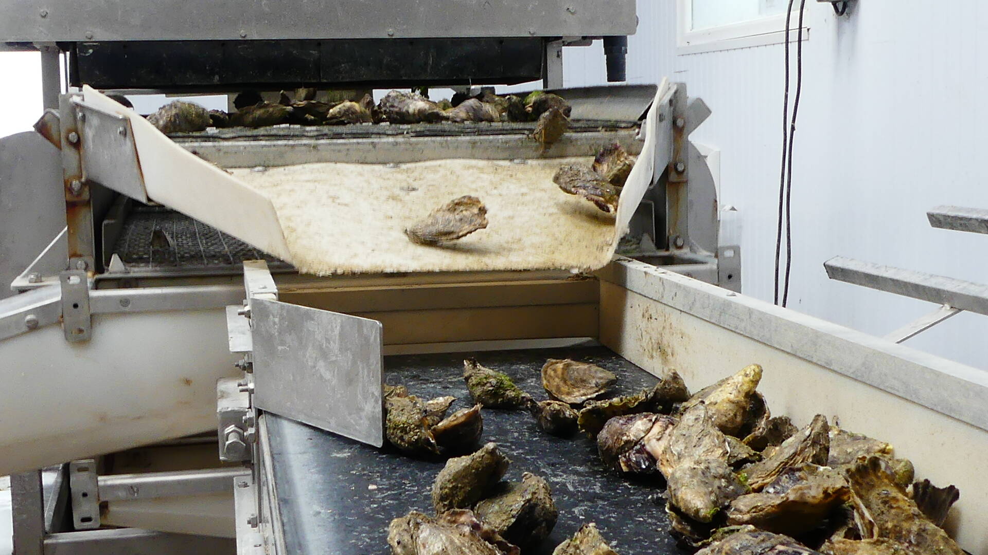 huîtres nonnet 