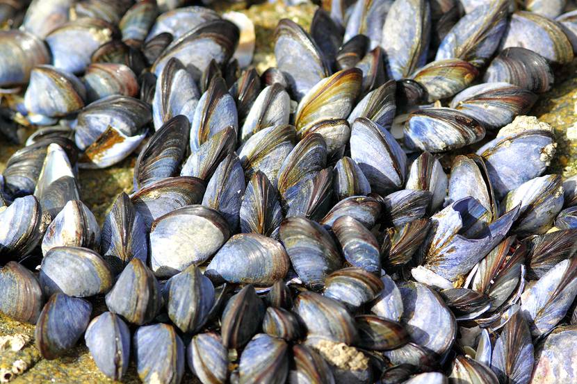 Moules
