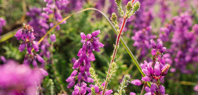 Plantes dans la Lande de la Poterie