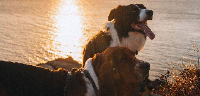 un basset hound et un border collie sur le cap d'erquy