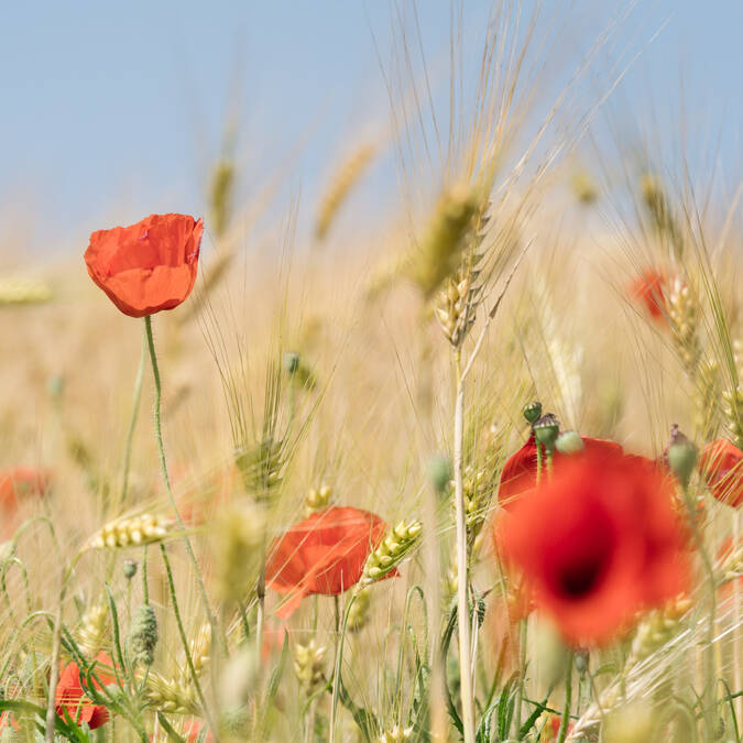 Champ de fleurs ©Jeremy Jehanin