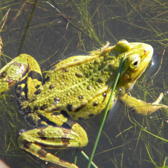 Grenouille verte