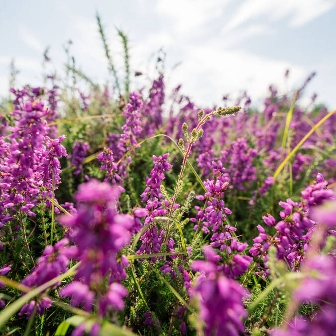 Plantes dans la Lande de la Poterie