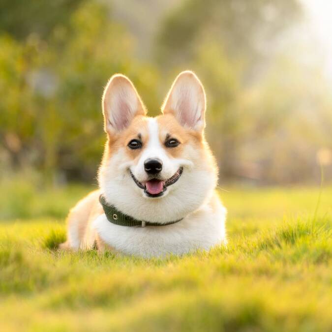 Corgi sur herbe fraîche